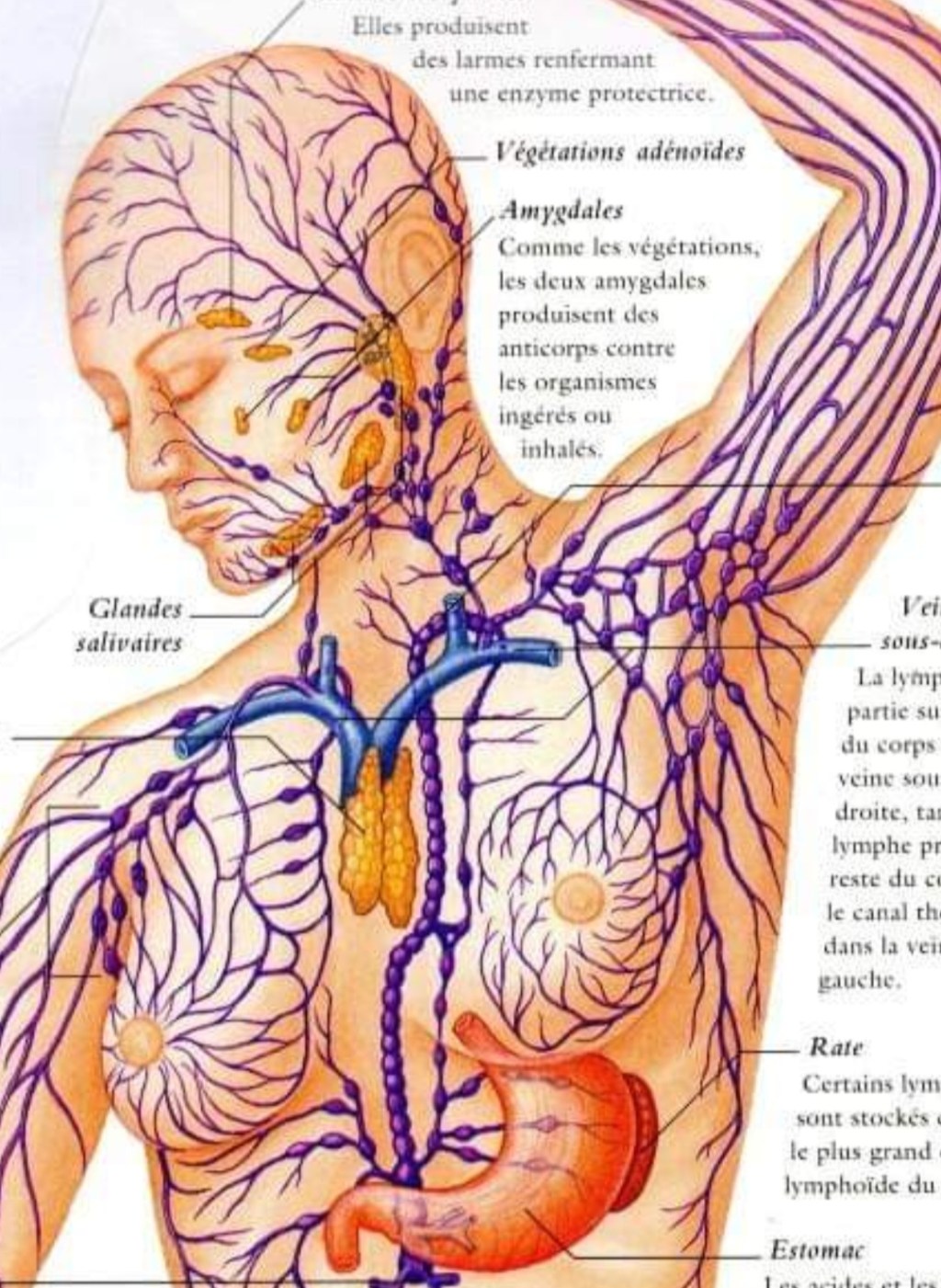 Le drainage lymphatique